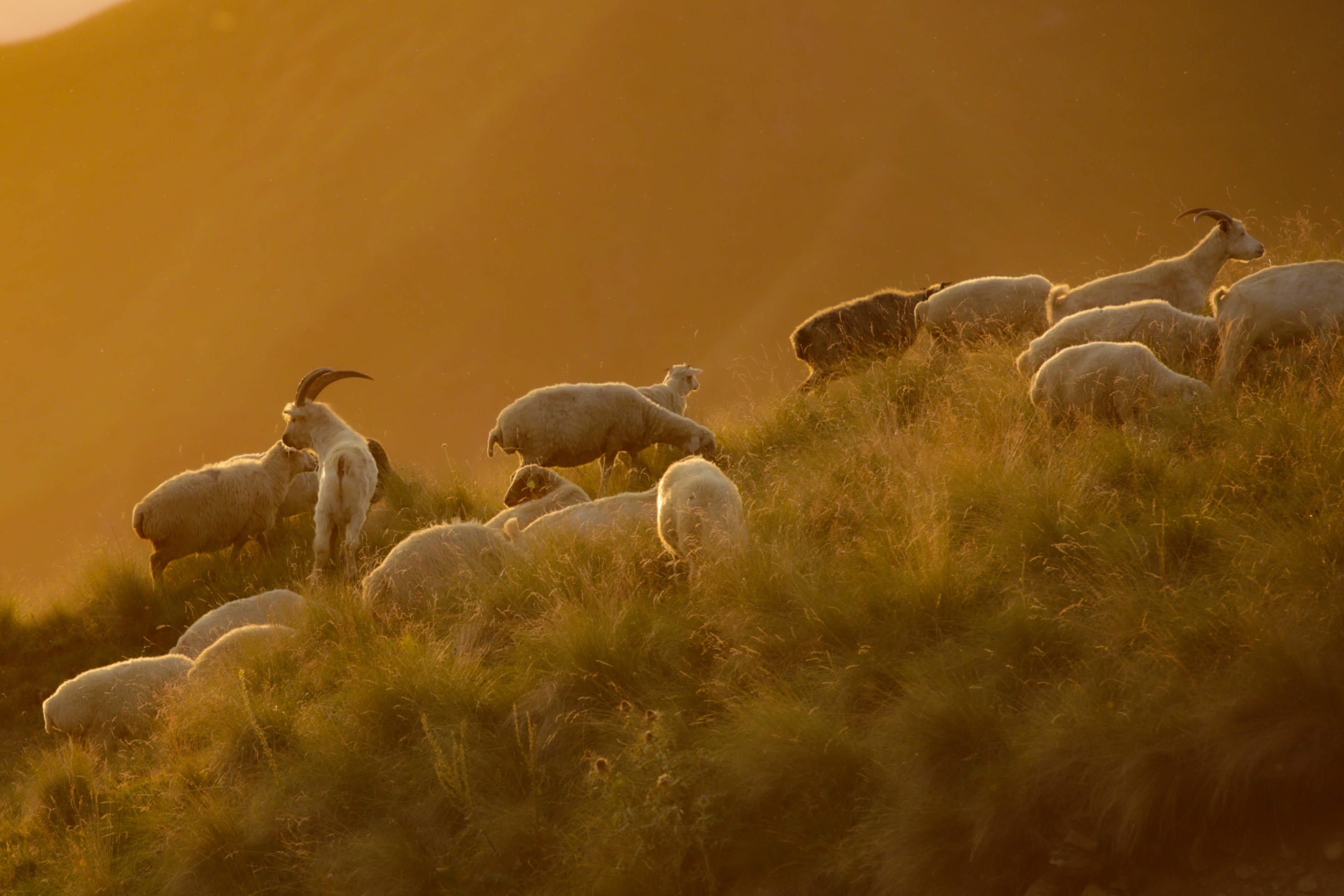 Schafe im Abendlicht im Kaukasus